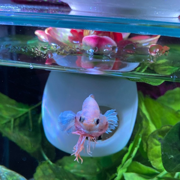 Betta Fish hideout - Picture 7 of 10